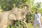 MAHOUT-GAJAH-Agus-Rembo-mahout-gajah-di-bentang-alam-Bukit-Tigapuluh-Kabupaten-Tebo.jpg