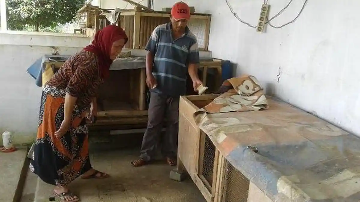 Wanita Tewas Tertimpa Kandang Ayam di Kabupaten Bogor