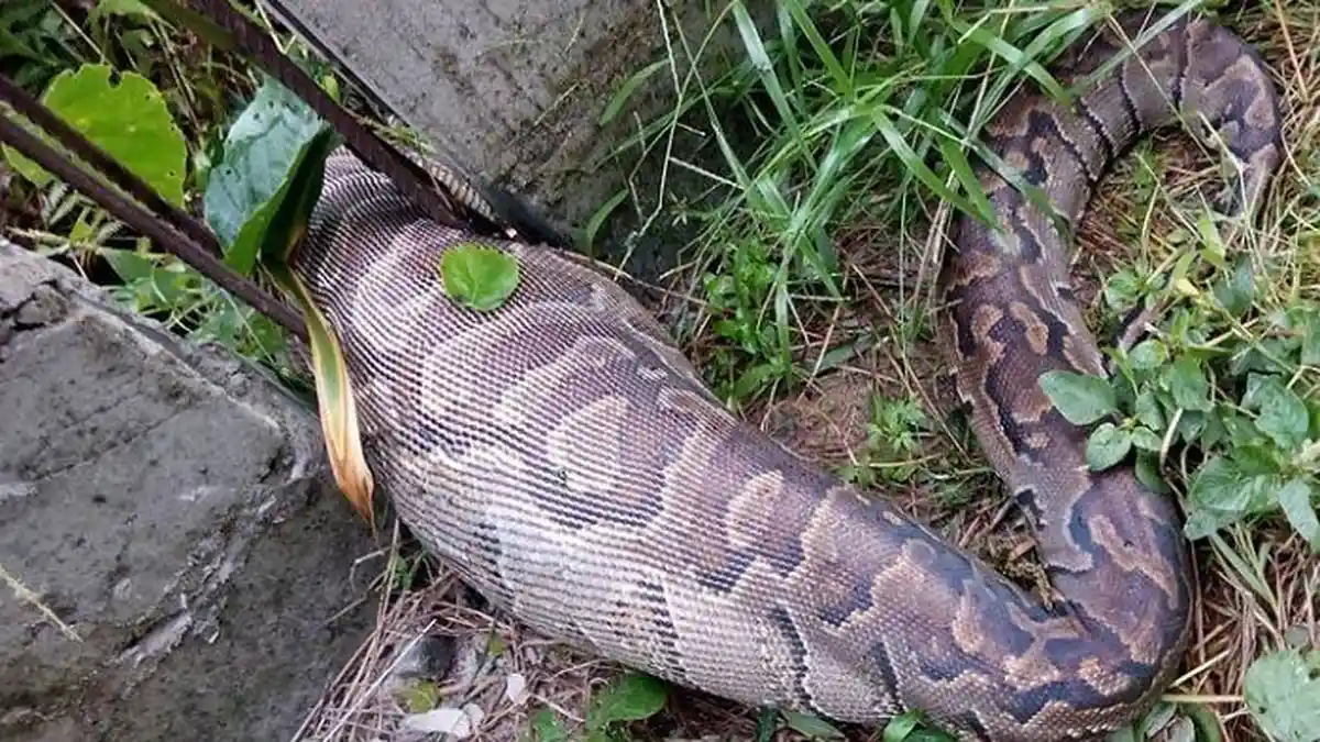 Video Viral Paramedis Keluarkan Buaya Dari Perut Piton Raksasa