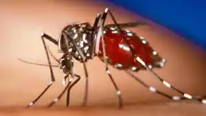 nyamuk-aedes-aegypti-penyebab-chikungunya.jpg