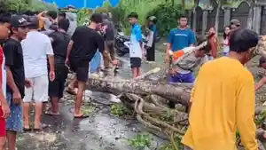 Pria-di-Morowali-Tewas-Tertimpa-Pohon-Tumbang-di-Jalan-Trans-Sulawesi.jpg