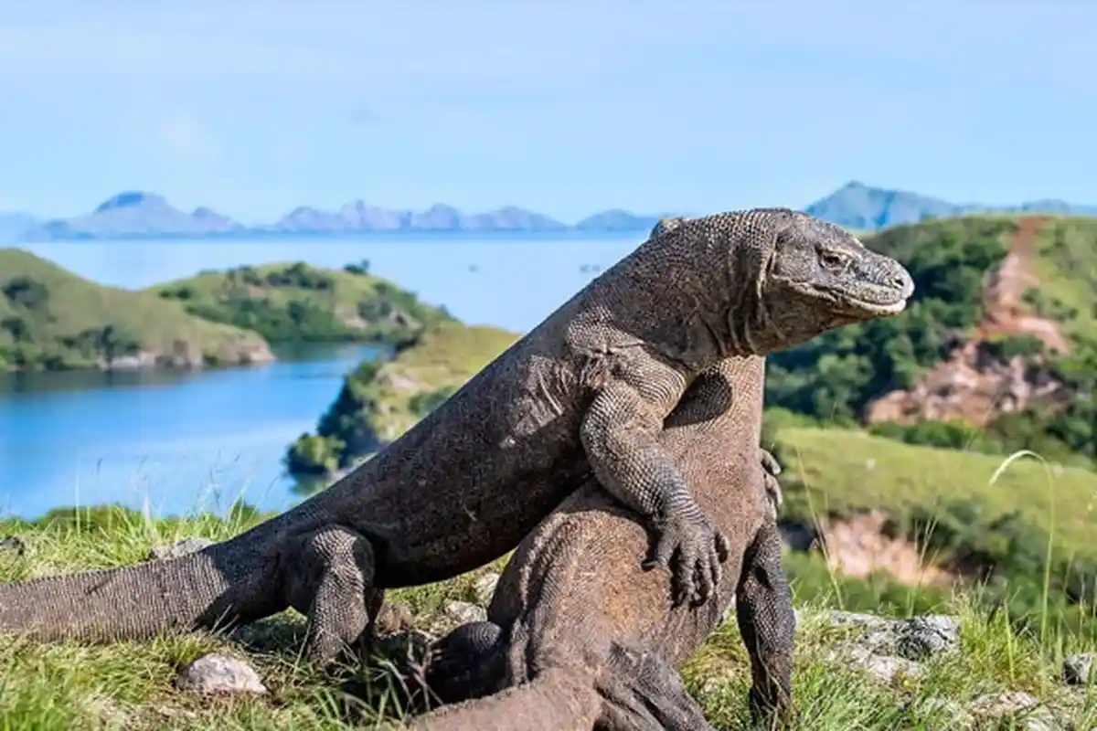 Arti Mimpi Tentang Komodo, Bisa Jadi Pertanda Baik Maupun Buruk, Ini Tafsiran Lengkapnya