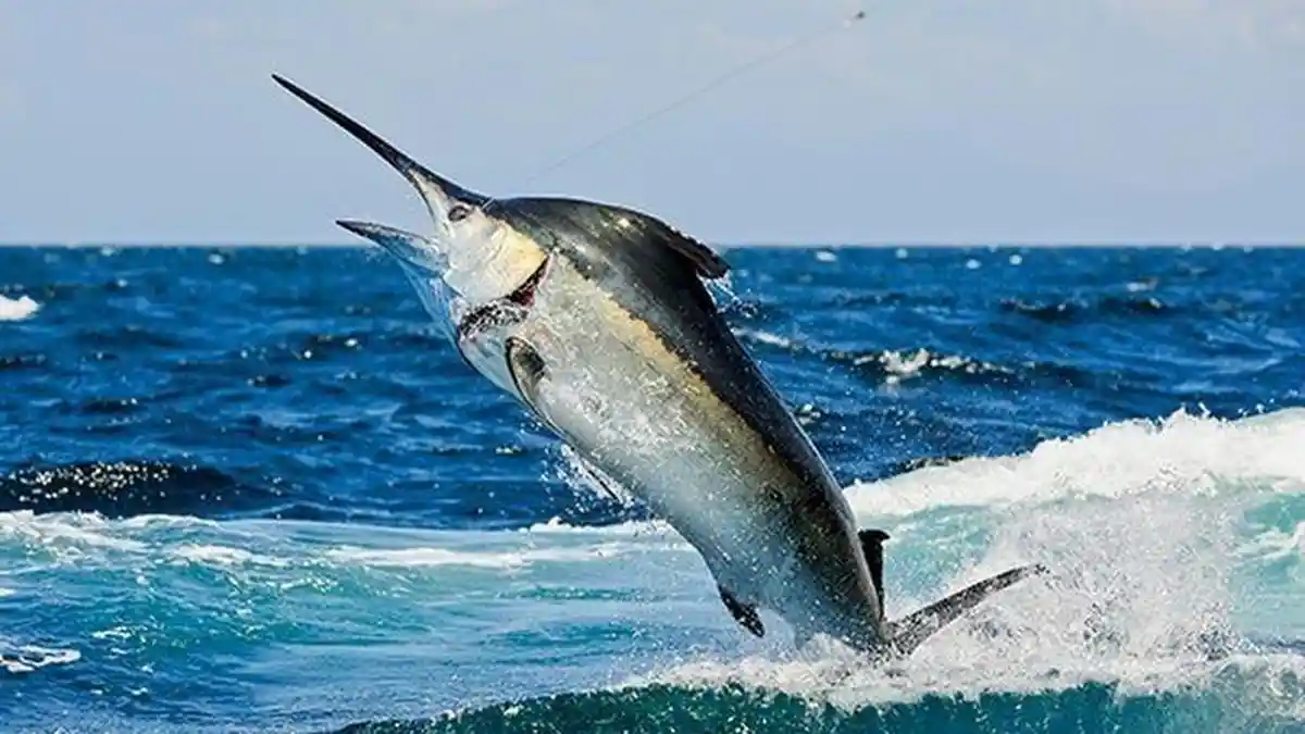 10 Fakta Unik Ikan Layar atau Marlin