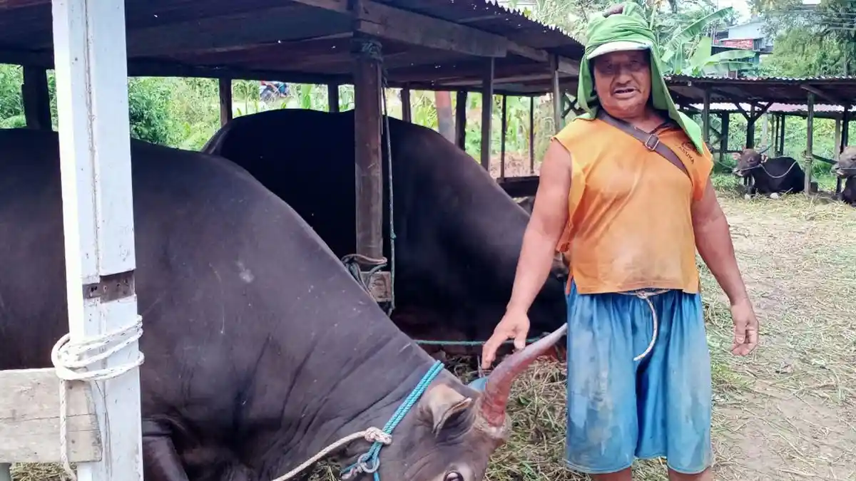 Harga Sapi di Kota Tarakan Naik Sampai 30 Persen, Tetap Diburu Sepekan Sebelum Hari Raya Idul Adha