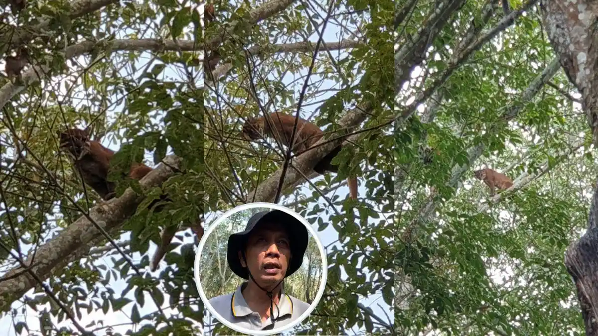 Kemunculan Kucing Emas Diduga Berasal dari Hutan Register 19 Tahura Wan Abdurahman