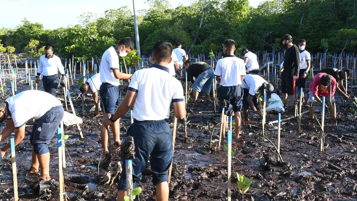 Tanam 1.000 Mangrove, Lantamal X Gandeng Komunitas Animal Lovers Jayapura