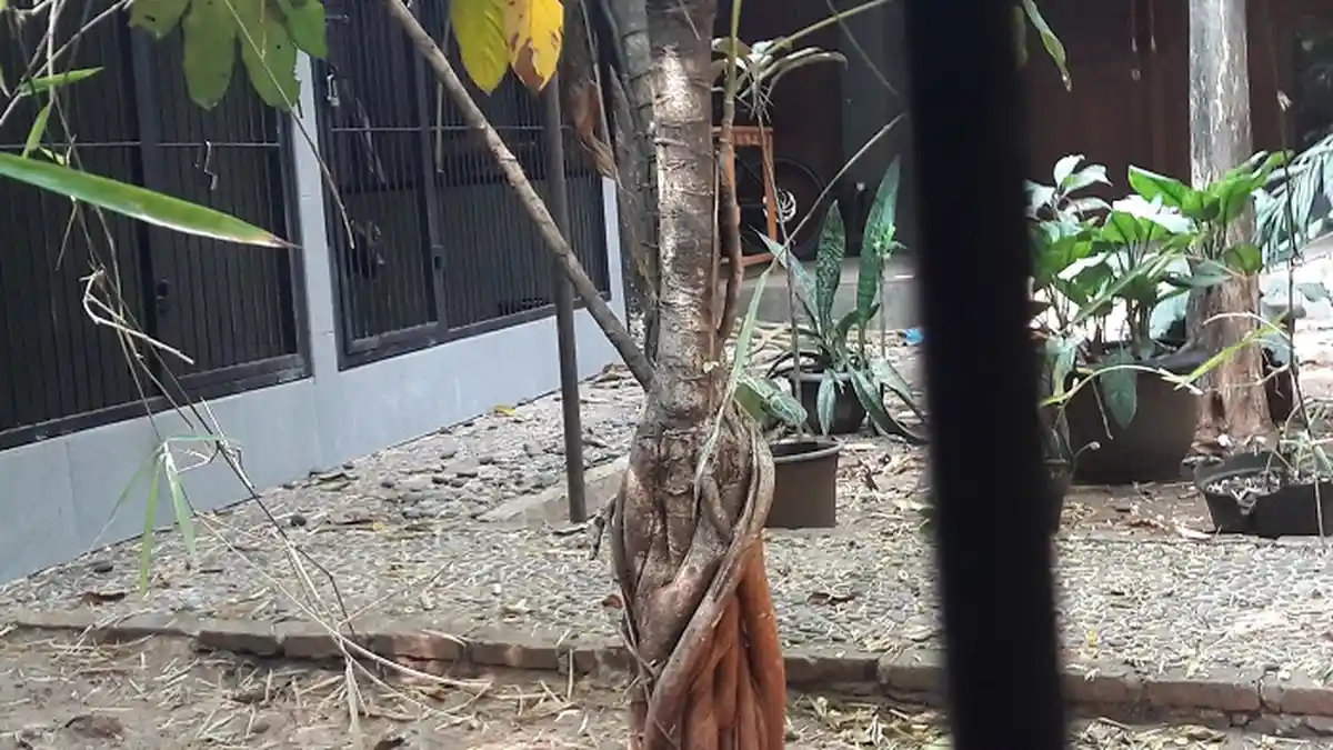 Jeritan Minta Tolong Saat Salat Isya Ternyata Rintihan Yayan saat Diterkam Anjing