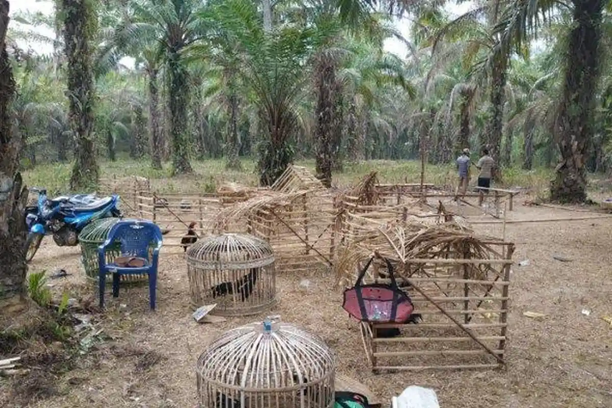 Guru Ngaji Ditangkap Polisi karena Buka Gelanggang Sabung Ayam di Rumah