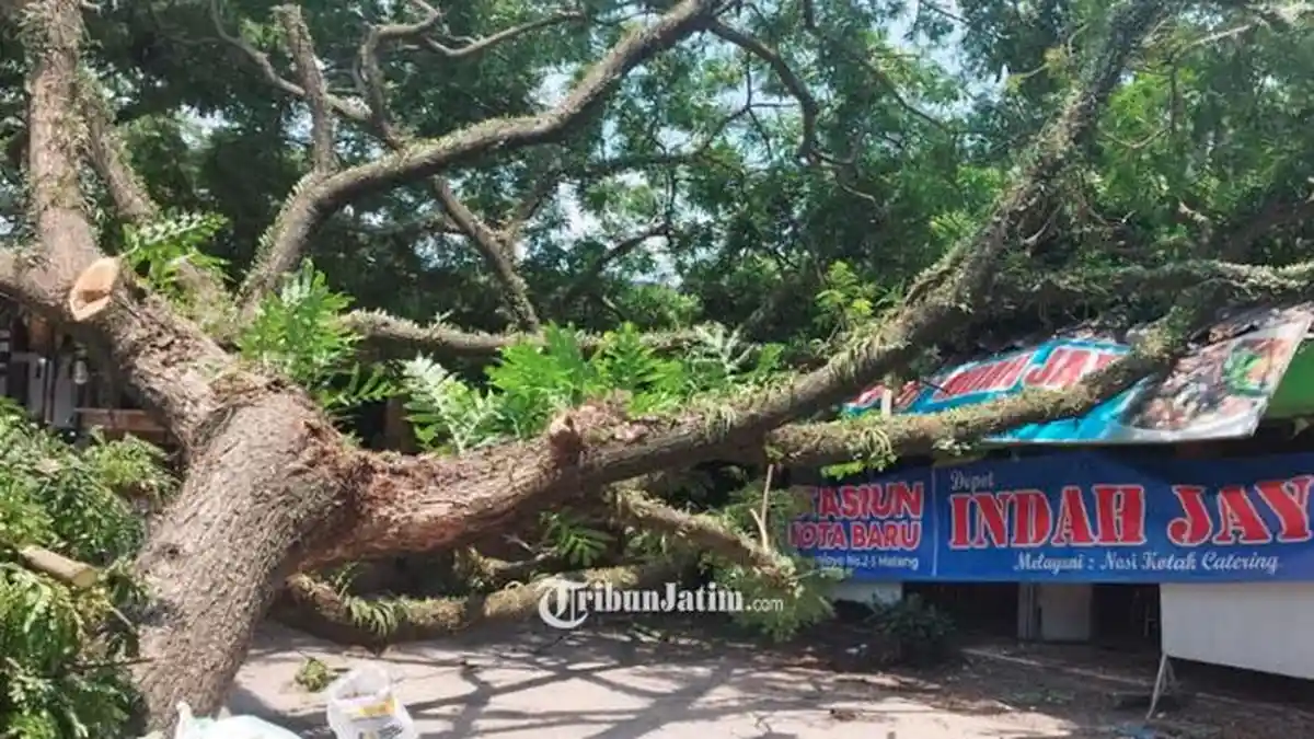 Pohon Setinggi 10 Meter Ambruk Menimpa Warung di Kota Malang, Baru 4 Jam Dipangkas Langsung Roboh