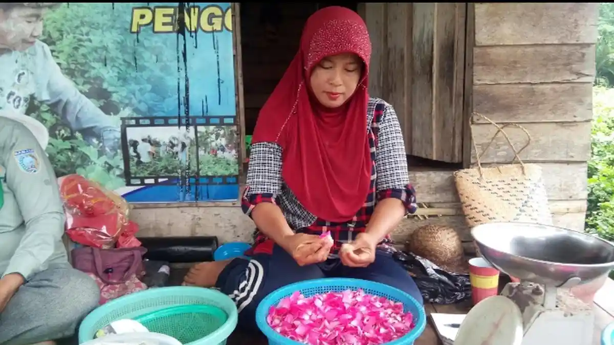 Mawar Bumi Barakat Direbus, Disuling, Jadilah Cairan Istimewa ini