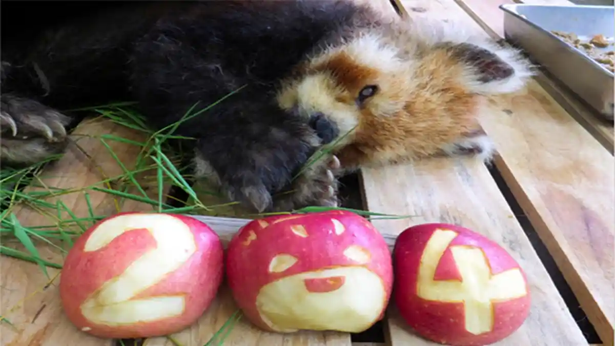 Kusunoki, Panda Tertua di Jepang Mati dalam Umur 24 Tahun