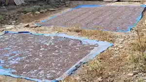 Masuk-Masa-Panen-Harga-Kopi-di-Empat-Lawang-di-Bawah-Rp50-Ribu-Padahal-Tahun-Kemarin-Rp70-RibuKg.jpg