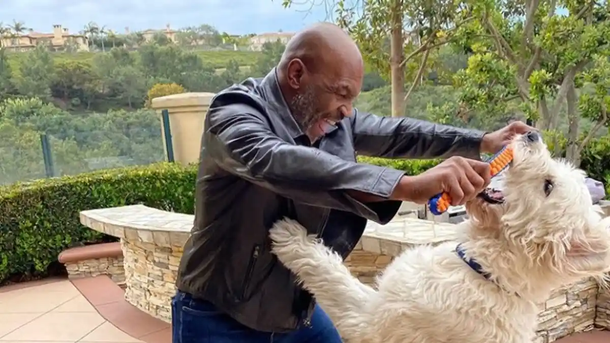 Bersiap Naik Ring Lagi Usai Pensiun, ini 6 Calon Daftar Lawan Mike Tyson, ada Tyson Fury