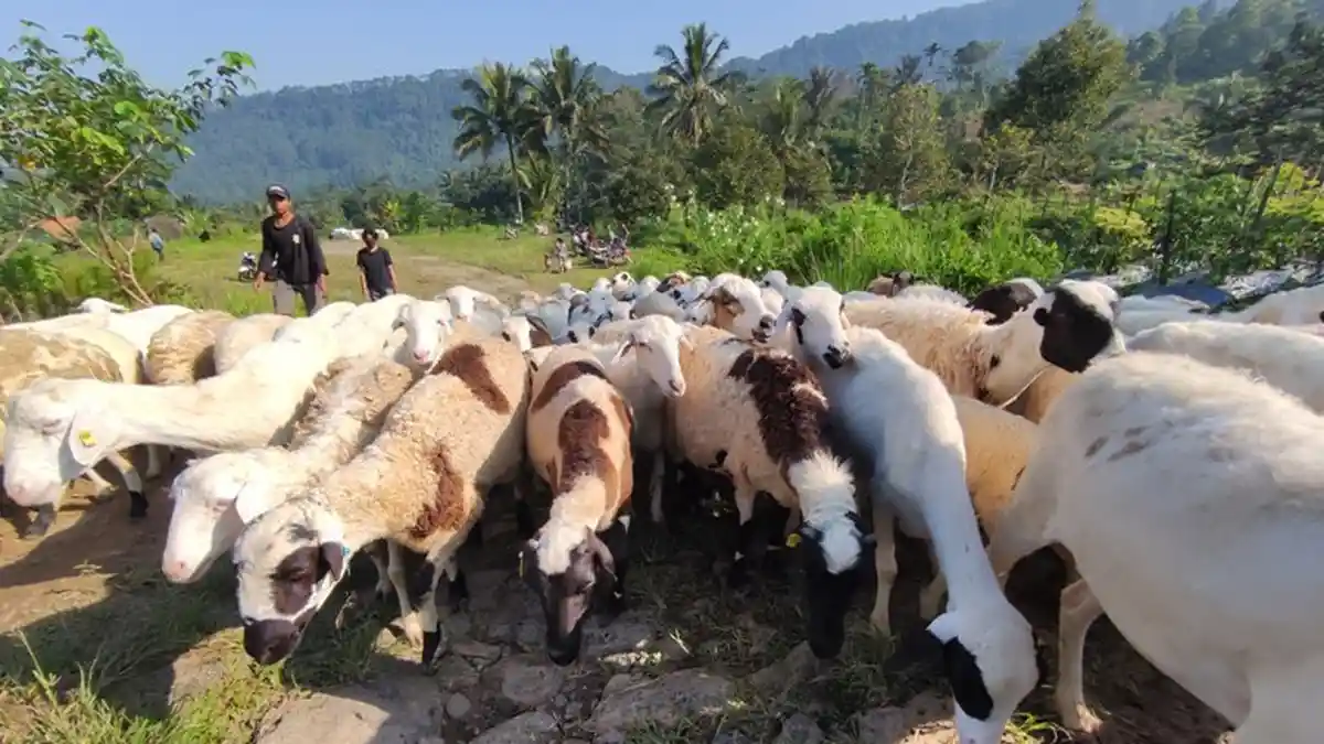Maling Ini Masukkan 2 Kambing Dalam Kantong Plastik Putih, Tertangkap Basah Saat Bersiap Pergi