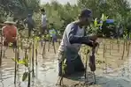 tanam-mangrove-hutan-bakau-277.jpg