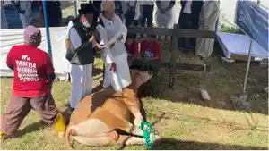 SAPI-KURBAN-Prosesi-kurban-dalam-Festival-Keberkahan-Kurban.jpg