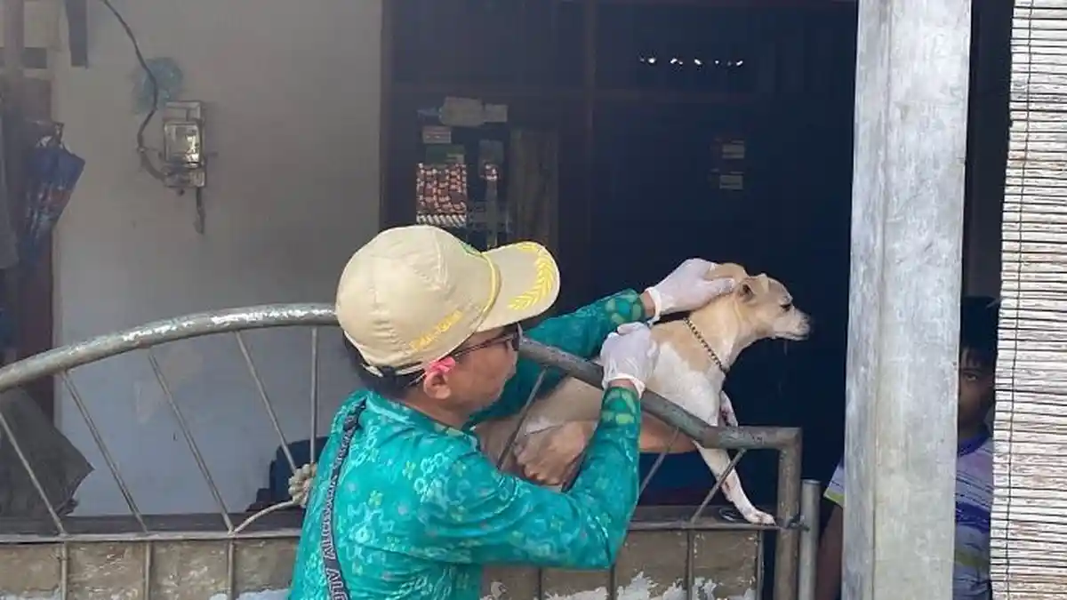 Tindaklanjut Anjing Serang Warga Positif Rabies di Jembrana, Medikvet Sisir HPR Radius 3 Kilometer - Tribun-bali.com