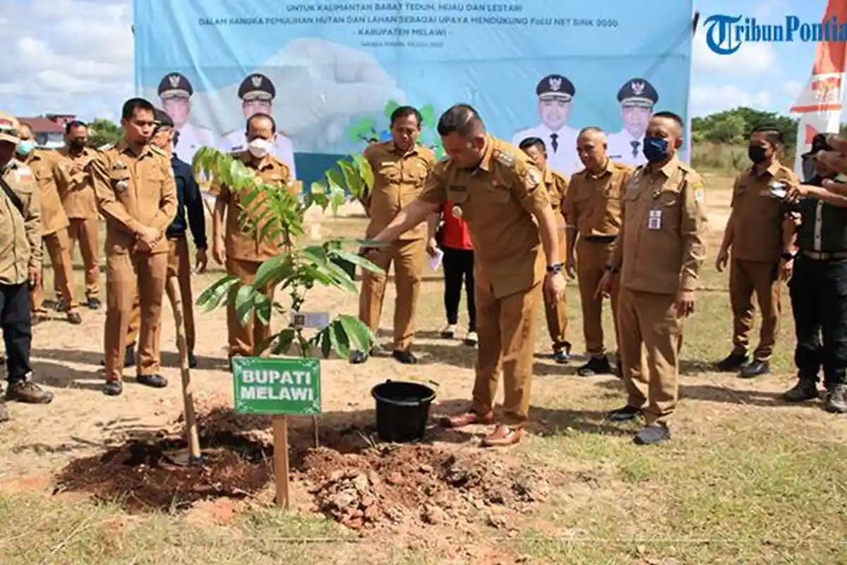 Dukung FOLU NET SINK 2030, Bupati Melawi Dadi Sunarya Usfa Yursa Laksanakan Penanaman Pohon