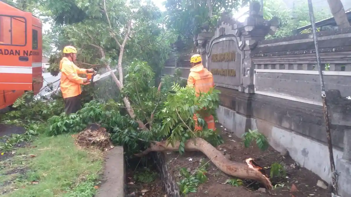 Pohon Tela Karet Tumbang  Akibat Hujan di Jembrana