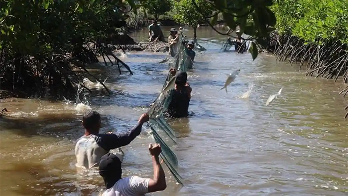 PLN Gelar Panen Perdana Bandeng Silvofishery di Kuala Satong, Perkuat Ekonomi Pesisir
