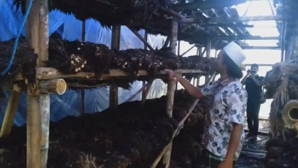 Petani Jamur di Mesuji Dapat Bantuan UMKM Sebesar Rp 4 Juta
