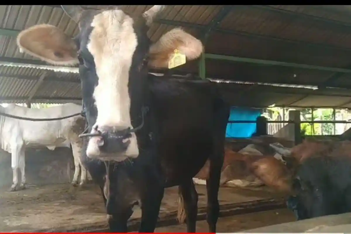 Peternak Sapi Khawatir Penjualan Turun Terpengaruh Isu LSD