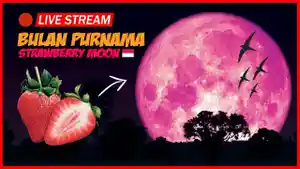 bulan-Purnama-Stroberi.jpg