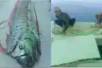 Penemuan-ikan-Oarfish-membuat-geger-warganet.jpg