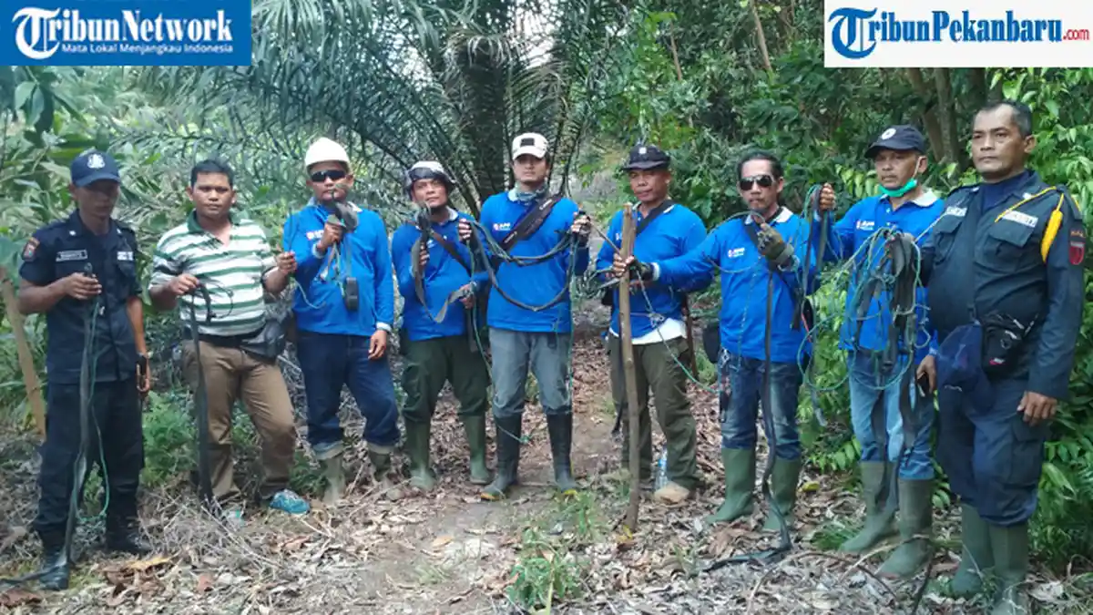 Oknum Karyawan Perusahaan Disinyalir Beri Informasi kepada Jaringan Pemburu Satwa, Ini Indikasinya