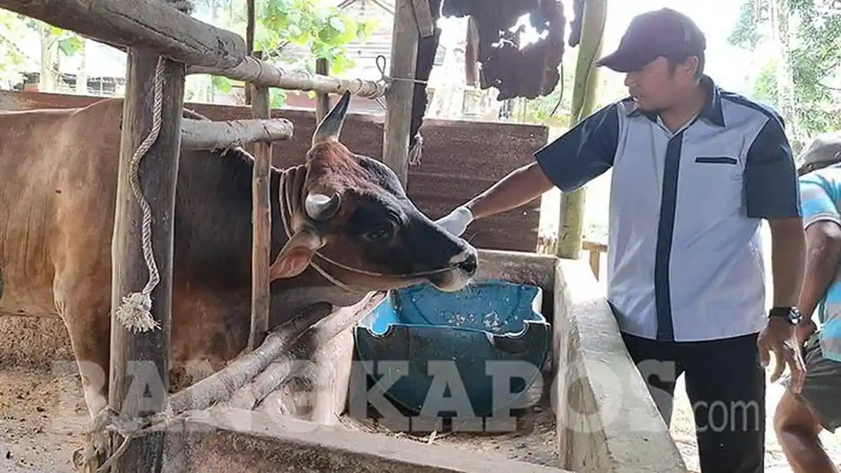 Diisoloasi, Empat Sapi di Bangka Selatan Terpapar Penyakit Mulut dan Kuku