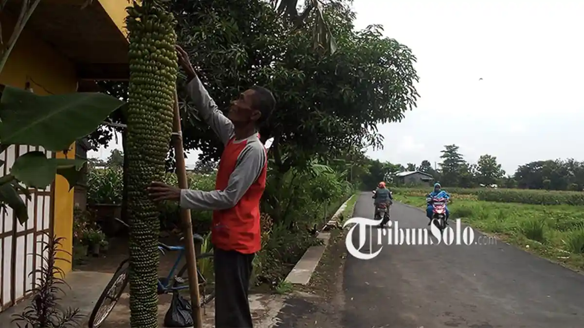 Pohon Pisang Unik di Boyolali, Buahnya Sampai Ribuan: Tinggi Tandan Lebih dari 2 Meter
