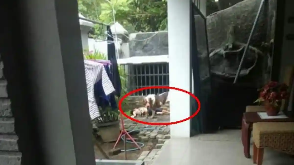 BREAKING NEWS - Bocah 8 Tahun di Malang Meninggal Dunia Digigit Anjing Pitbull