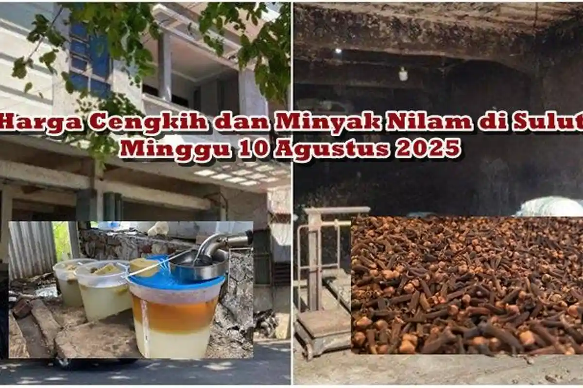 Info Harga Cengkih dan Minyak Nilam di Sulawesi Utara Minggu 10 Agustus 2025, Sama-sama Turun