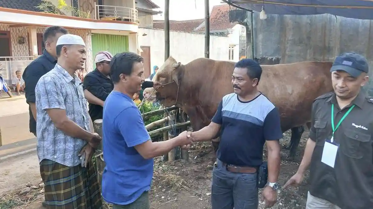 Sapi Petruk Jadi Tontonan Warga Sekitar Masjid Al Mustaqim Karanganyar, Disembelih Besok Sabtu