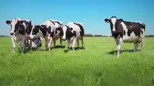 Peternakan-sapi-perah-Brebes-OK.jpg