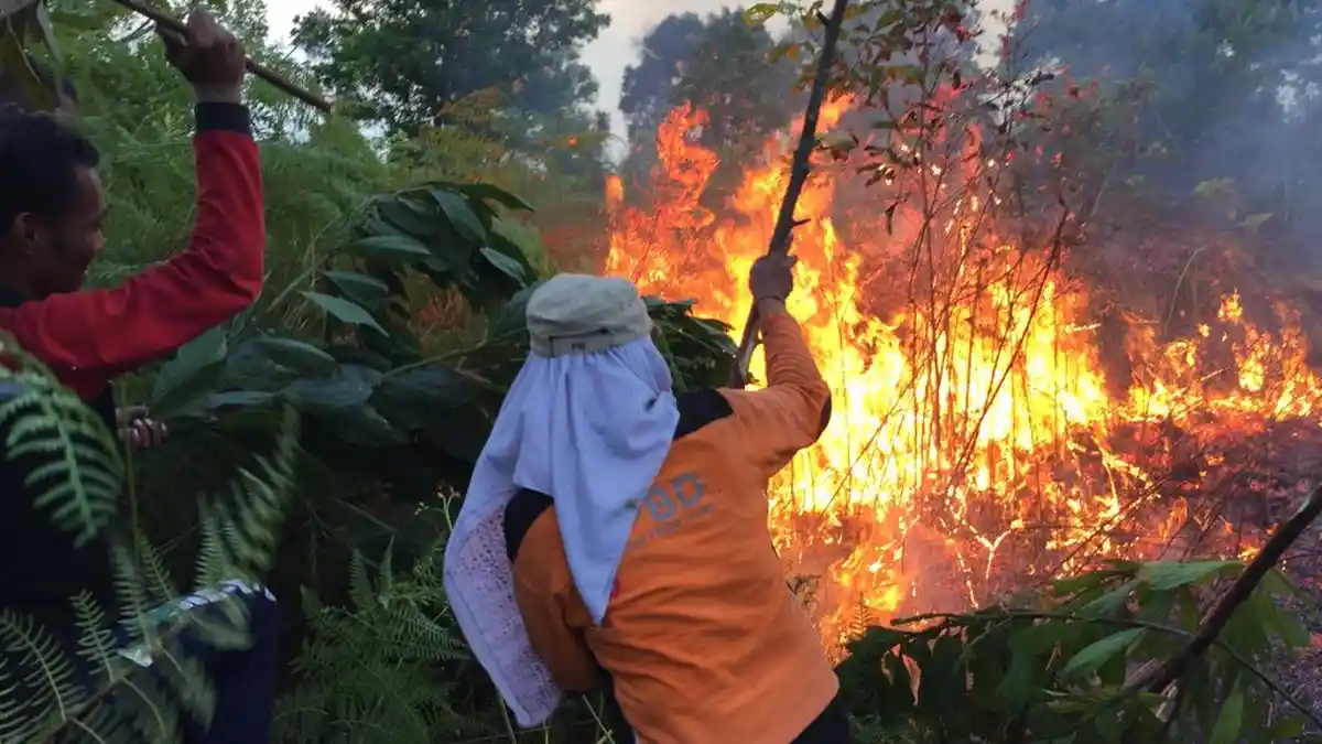 Tercatat Sudah 7 Karhutla di PPU Selama Agustus, Sampai Sekda Turun Bantu Pemadaman