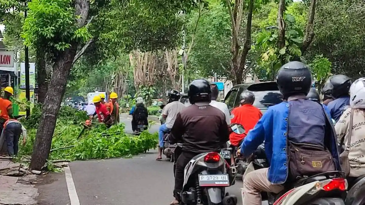Antisipasi Angin Kencang, Pepohonan di Jalan Pusat Kota Banyuwangi Dikepras