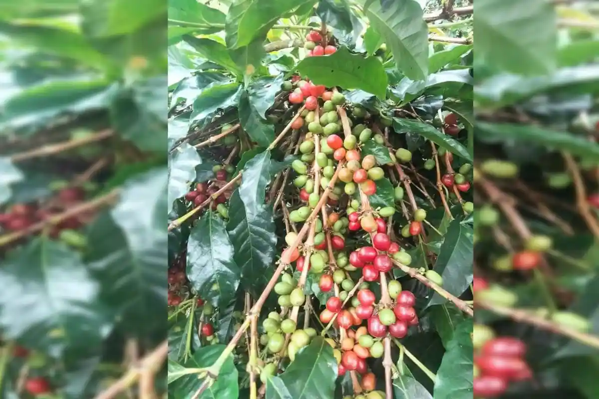 Harga Kopi Gayo di Blangkejeren Masih Berada di Angka Rp 45.000/Bambu Hari Ini Kamis 25 Juli 2024