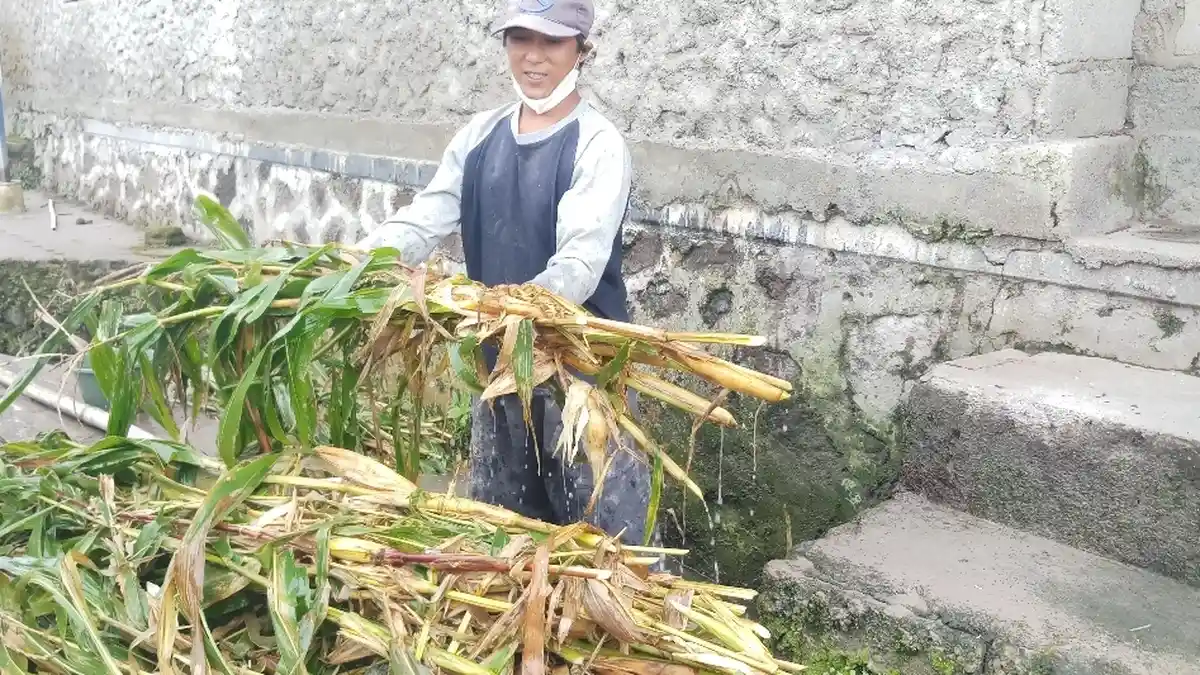 Hujan Abu Gunung Merapi Guyur Magelang, Warga Desa Paten Kesulitan Cari Pakan Ternak