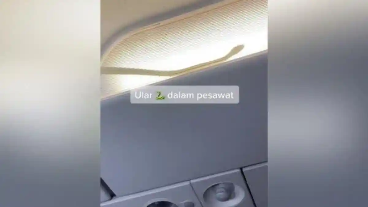 Ada Ular Bergerak di Kompartemen Penumpang, Pilot Pesawat AirAsia Ambil Langkah Ini