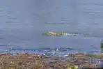 Kemunculan Buaya Santai Berjemur di Tepi Sungai Komering OKU Timur Gegerkan Warga Martapura