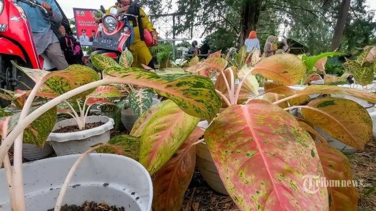 Bisa Jadi Sasaran Pencuri, Ternyata Aglonema Jenis Ini Laku Dijual sampai Jutaan Rupiah