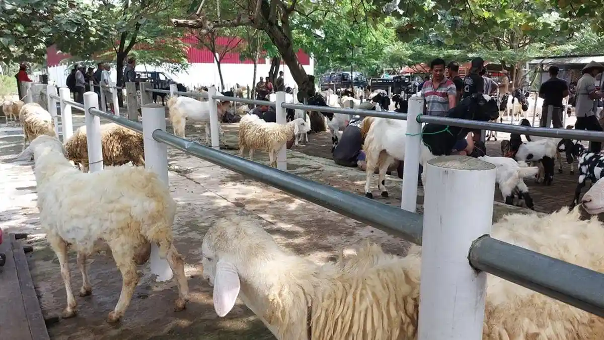 Daftar Harga Kambing Kurban di Pasar Hewan Kebumen, Rp 3,5 Juta Sudah Super