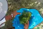 rumput-laut-sabu-raijua.jpg
