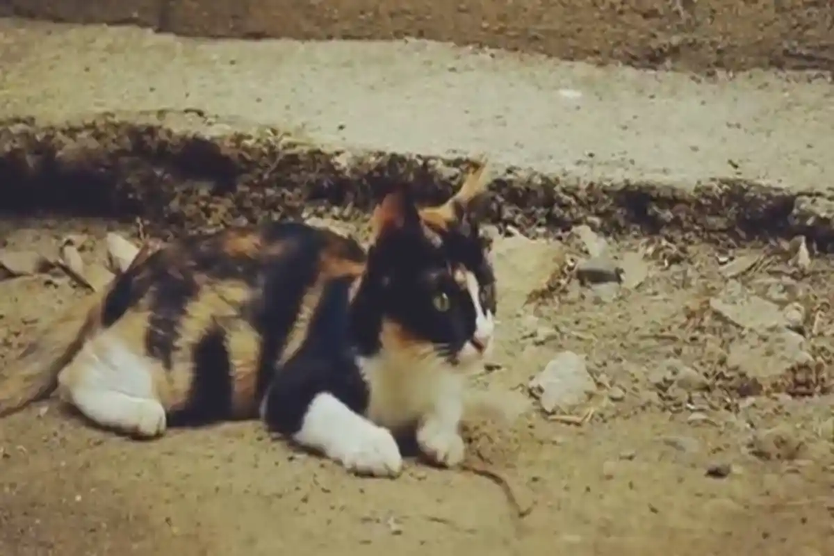 Tak Banyak yang Sadar, Ternyata Inilah 3 Pertanda Kedatangan Kucing di Dekatmu, Ada Pesan Penting