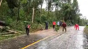 Pohon-tumbang-di-Desa-Mayang-bangka-barat.jpg