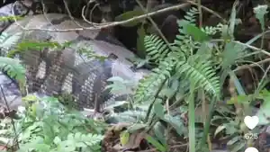 Piton3.jpg