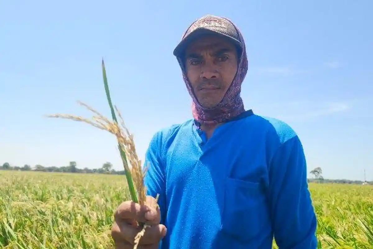 Dilema Petani Indramayu di Musim Kemarau, Pandangi Padi yang Sudah Hampa Tak Berisi
