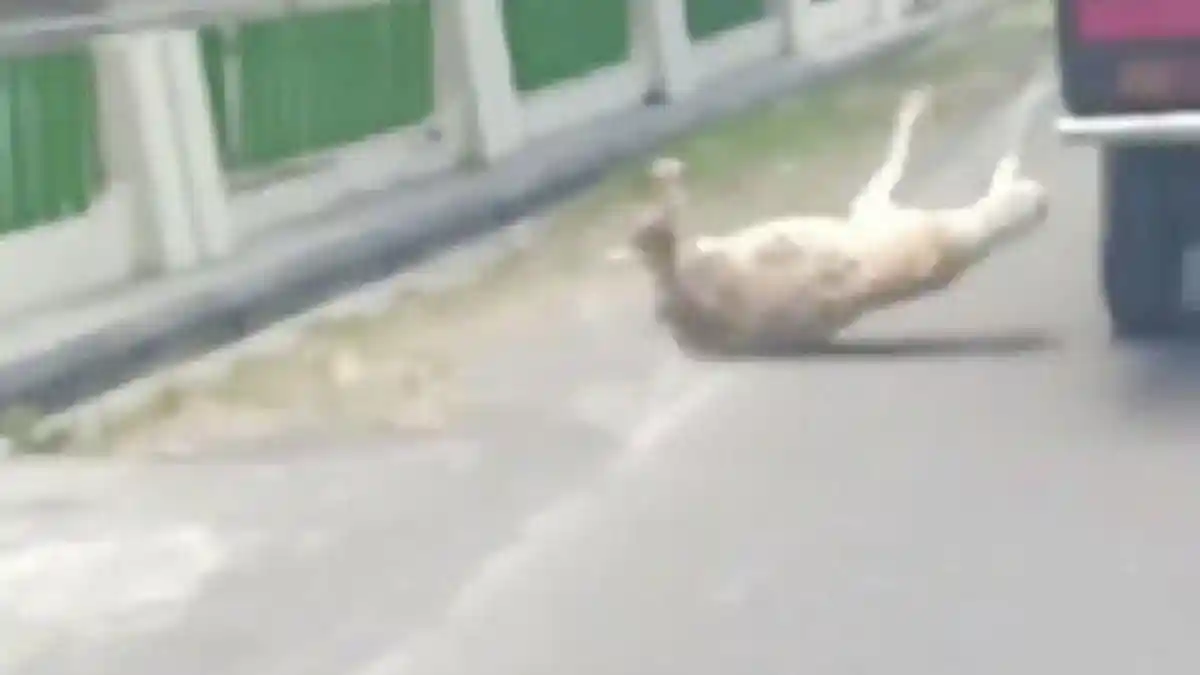 Viral Video Kambing Nekat Lompat dari Mobil Pick-up hingga Terseret, Begini Ceritanya
