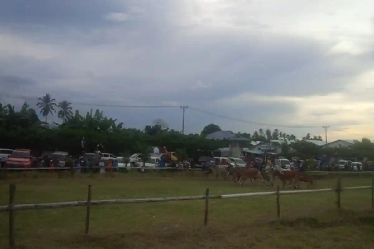Lomba Pacuan Sapi Ikut Ramaikan HUT ke-13 Minut